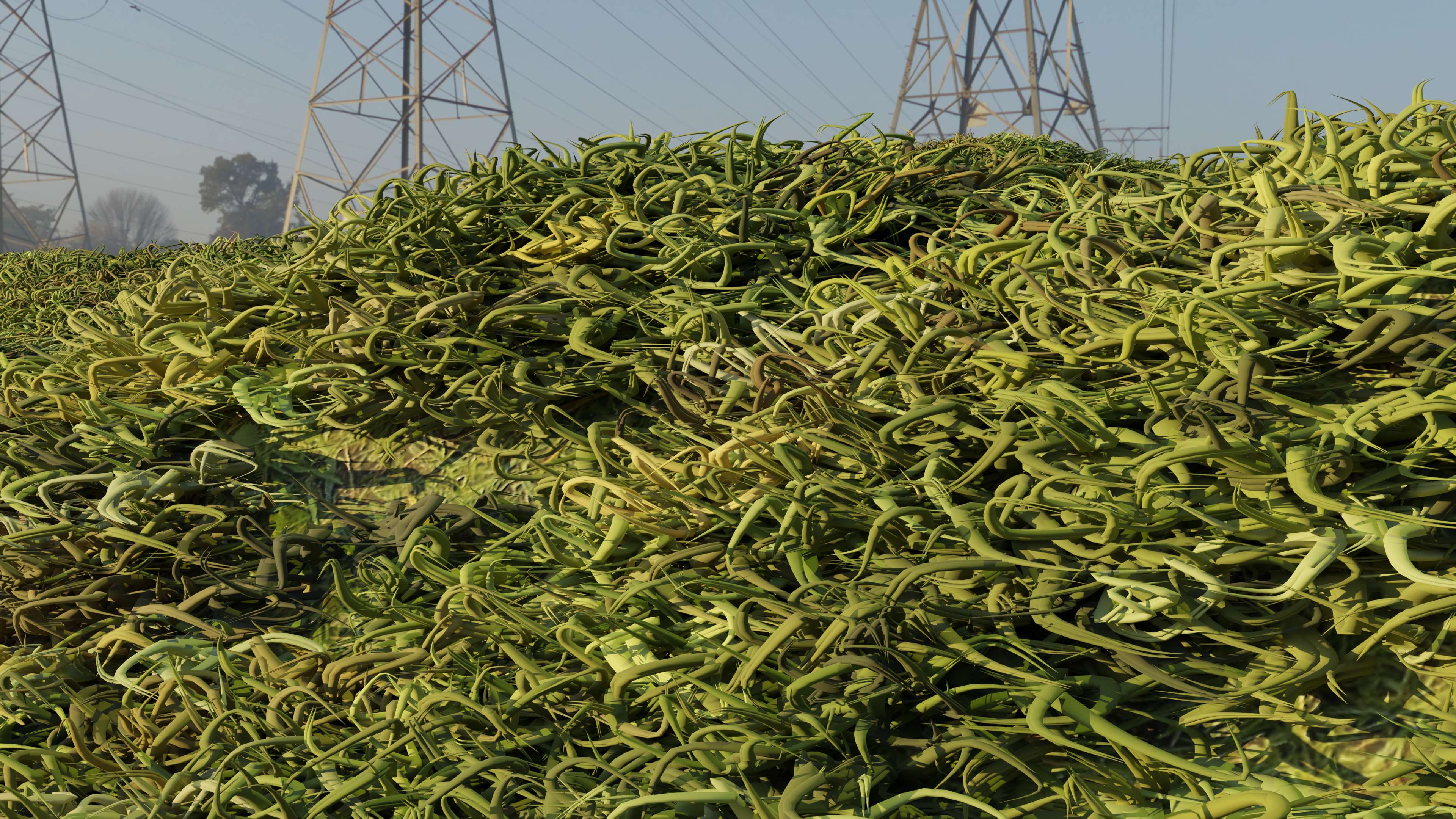 Macro grass